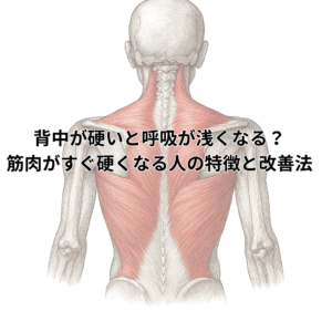背面から見た人体の筋肉構造図。赤く着色された背中の筋肉が強調され、脊柱を中心に広がる筋層が詳細に描かれている。画像上部には『背中が硬いと呼吸が浅くなる？筋肉がすぐ硬くなる人の特徴と改善法』という日本語のタイトルが重ねられている。